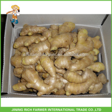 Shandong Fresh Ginger Air Dried Ginger 250g up In 5kg PVC Box Export To Turkey Market